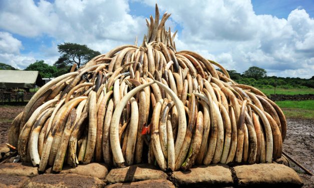 Tindakan Ilegal Pemburuan Gading Gajah Demi Keuntungan
