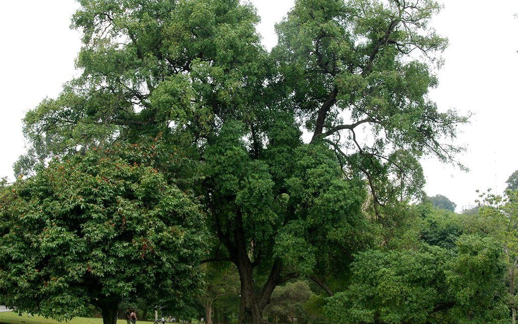 Tumbuhan Tambosu Yang Merawatnya Sedikit Sulit