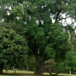 Tumbuhan Tambosu Yang Merawatnya Sedikit Sulit