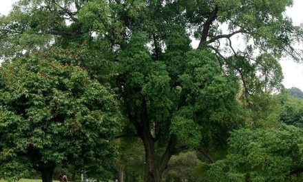 Tumbuhan Tambosu Yang Merawatnya Sedikit Sulit