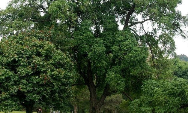 Tumbuhan Tambosu Yang Merawatnya Sedikit Sulit