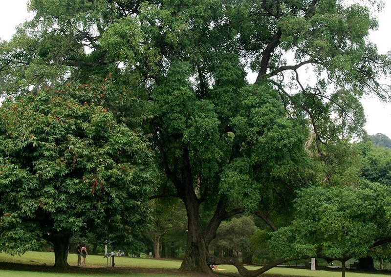 Tumbuhan Tambosu Yang Merawatnya Sedikit Sulit