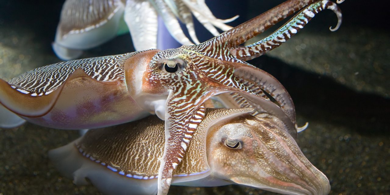 Keluarga Gurita Namun Berbeda Bentuknya Yaitu Sotong