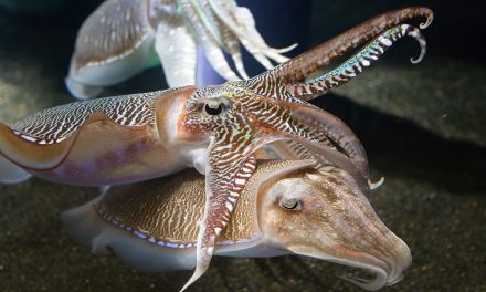 Keluarga Gurita Namun Berbeda Bentuknya Yaitu Sotong