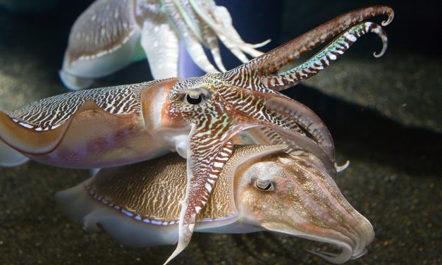 Keluarga Gurita Namun Berbeda Bentuknya Yaitu Sotong