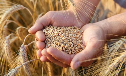 Tanaman Pangan Gandum Sebuah Bahan Utama Di Dunia