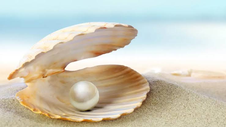 Sebuah Benda Berharga Mutiara Dengan Harga Tinggi